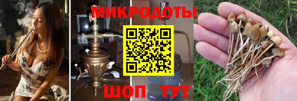 Галлюциногенные грибы Psilocybine cubensis Черкесск